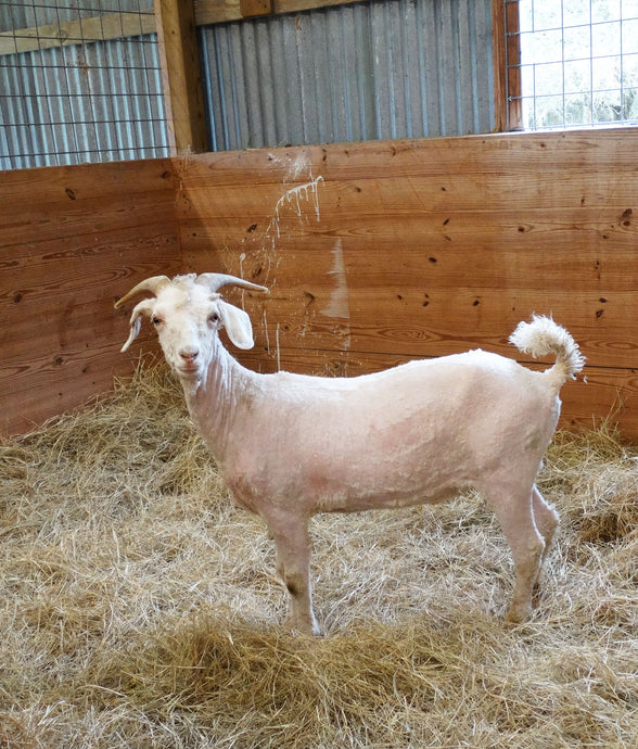 Shearing in Early Spring