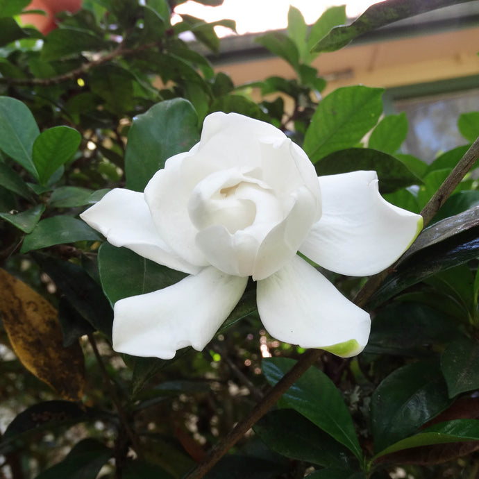 Spring Update - Mother's Day