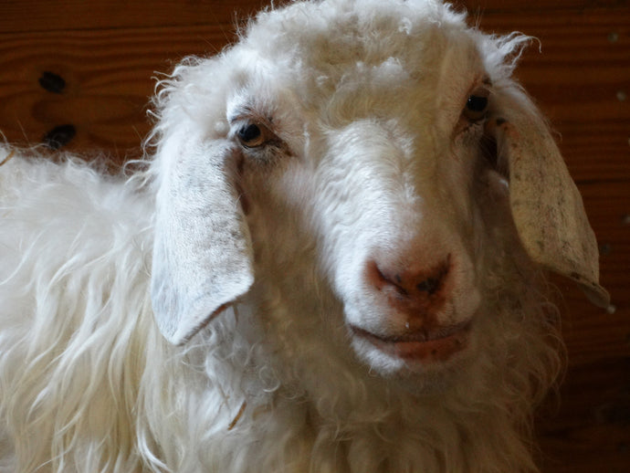 A Tough Weekend for Goats