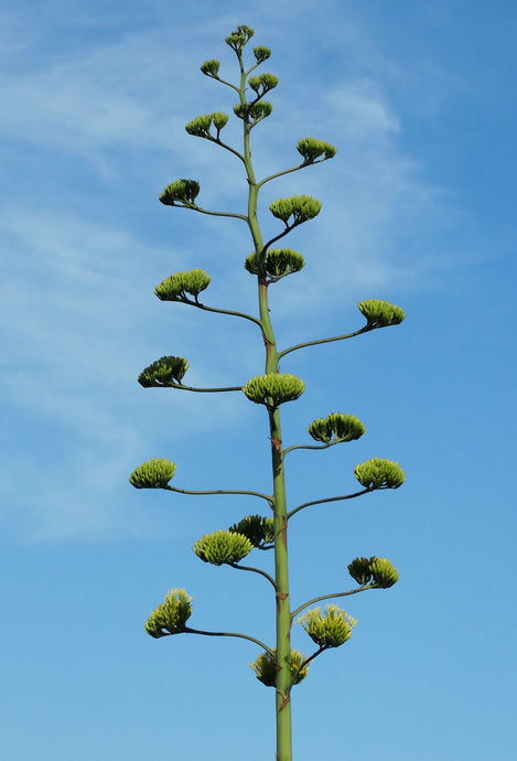 The Flowering Agave - Update
