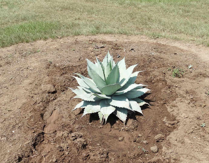 Our New Agave