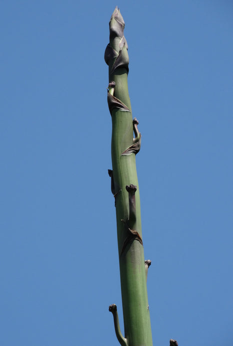 Flowering Agave