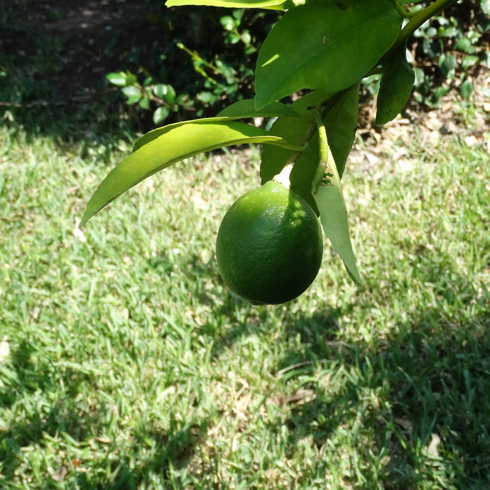 Citrus