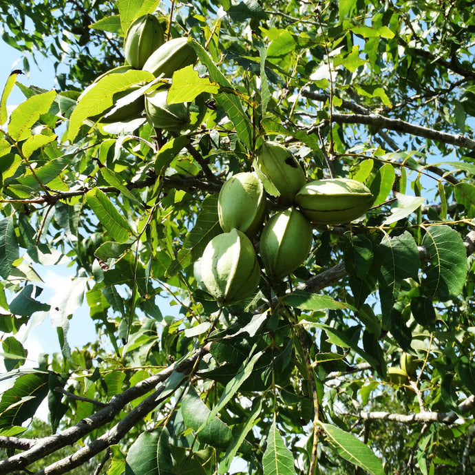Pecans