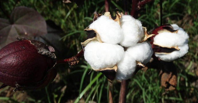 Cotton