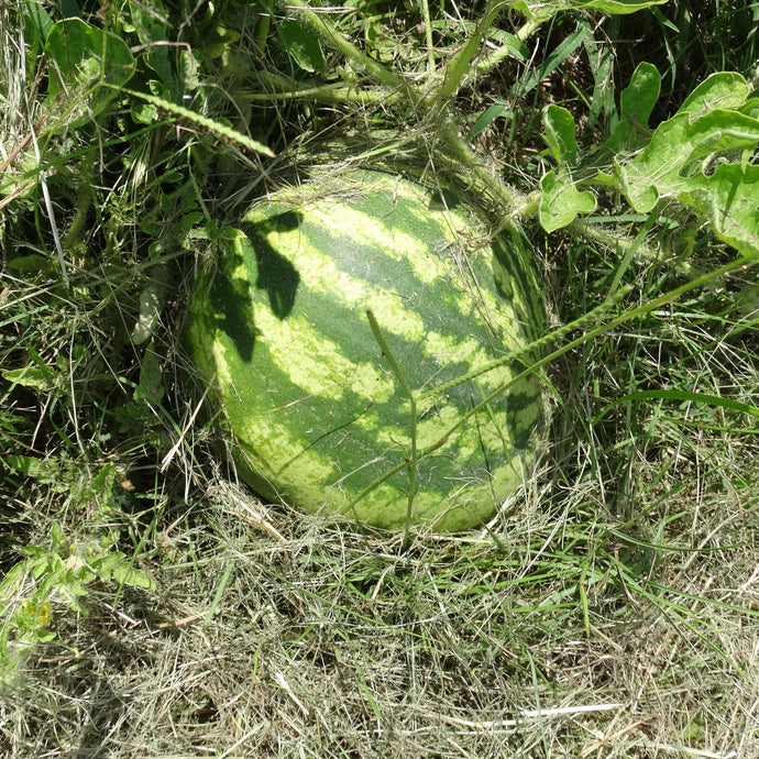 What's Growing?