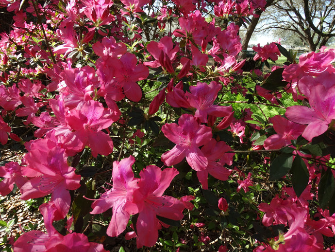 Azaleas