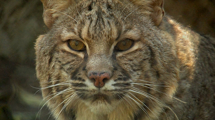 Bobcats