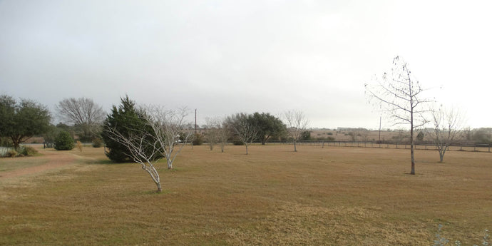 Brown Pastures