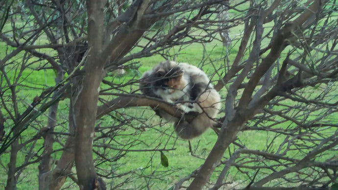 Is that a Cheshire Cat?