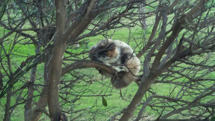 Cats