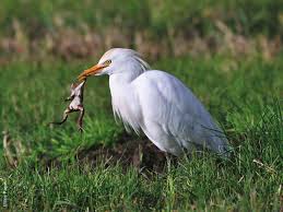 Cattle Egrets