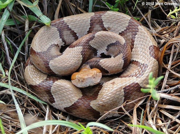 Snakes