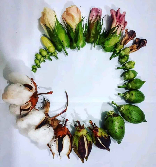 Cotton Picking Time