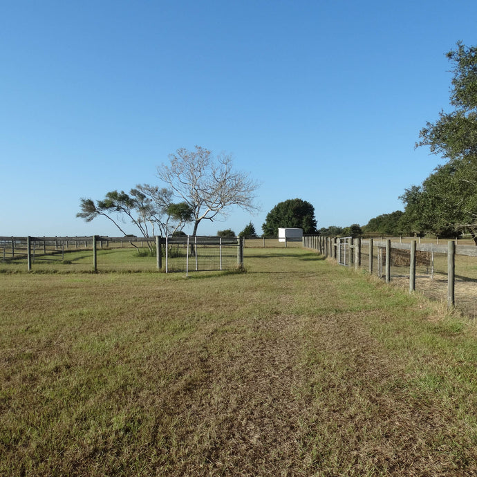 Copse