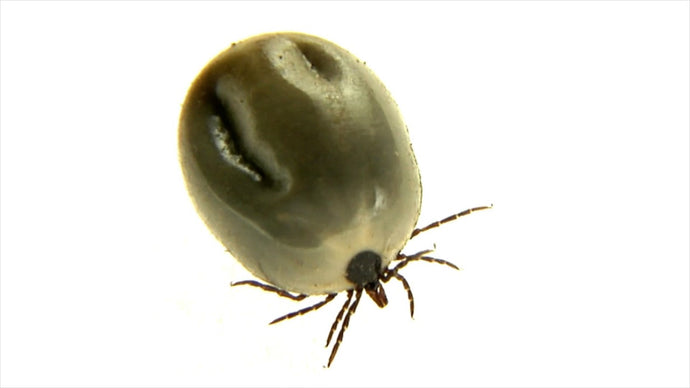Ticks