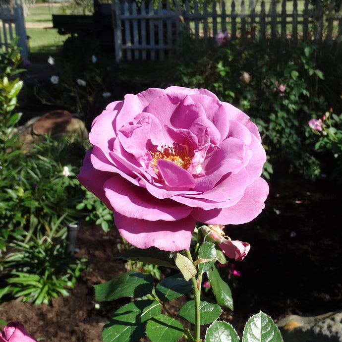 It's Hot but We Still Have Flowers