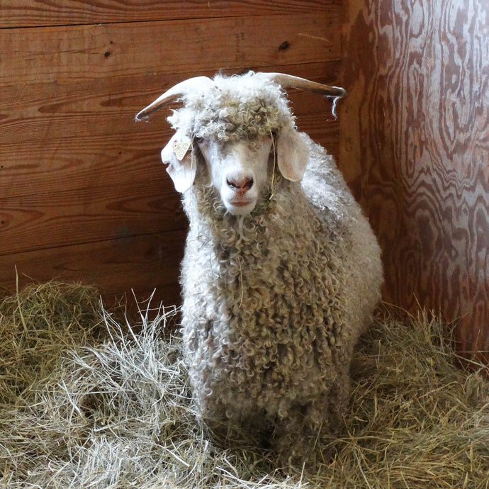 Early Fall Shearing