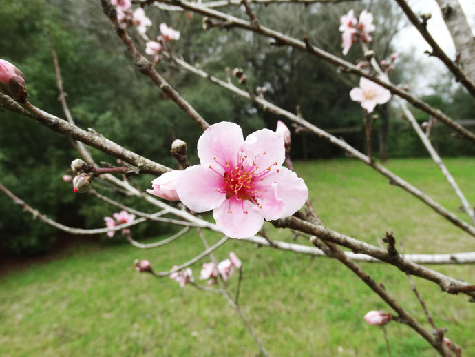 Early Spring