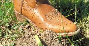 Fire Ant Update