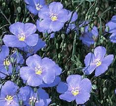 My Friend Flax