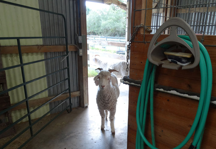 How to Feed a Goat