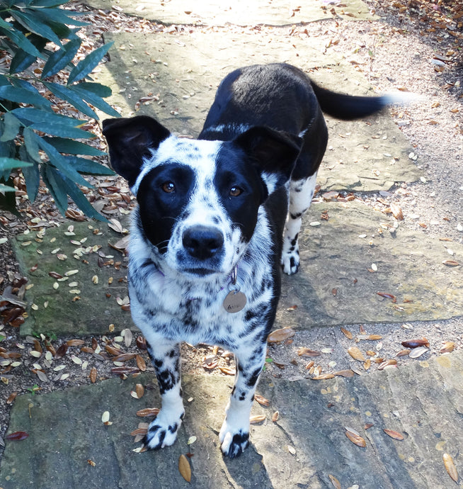 Gus Update