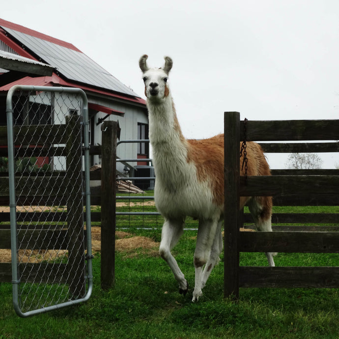 Spring Cleaning for the Herd