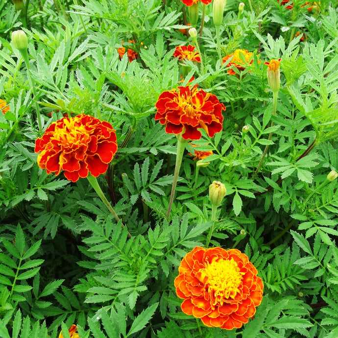 More Marigolds