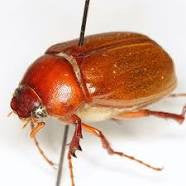 June Bugs and Love Bugs