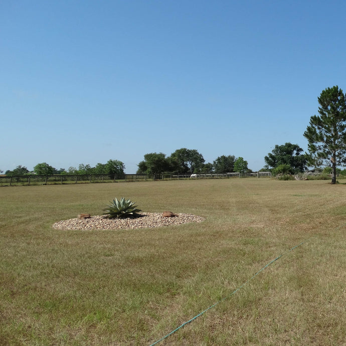 Dry Grass