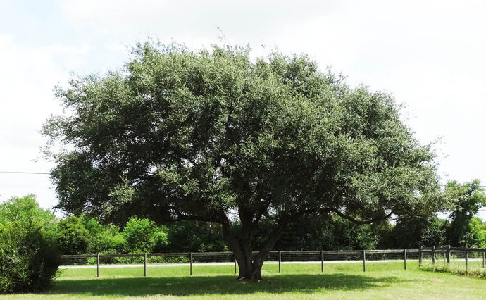 Lifting the Trees