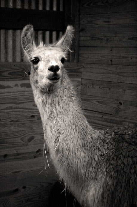 Llama in Trouble
