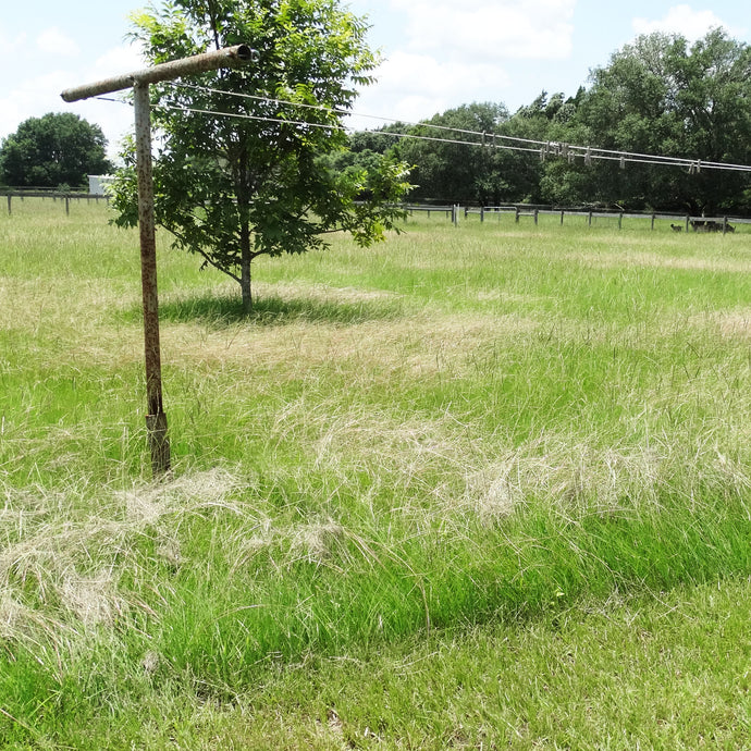 Long Grass