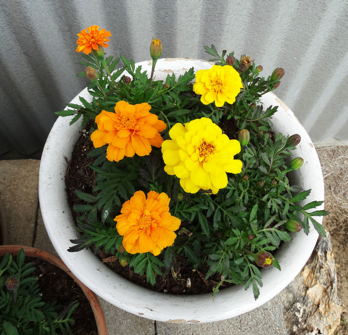 Planting