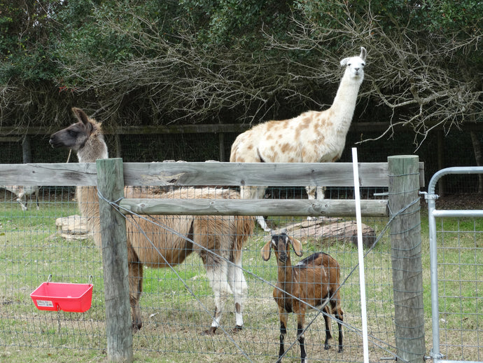 September Animal Update