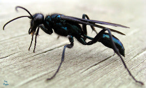 Mud Daubers