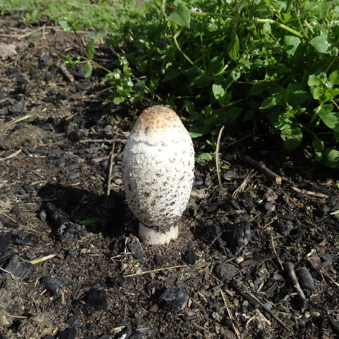 Thoughts on Mushrooms