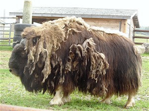 Musk Ox
