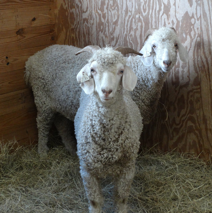New Goats
