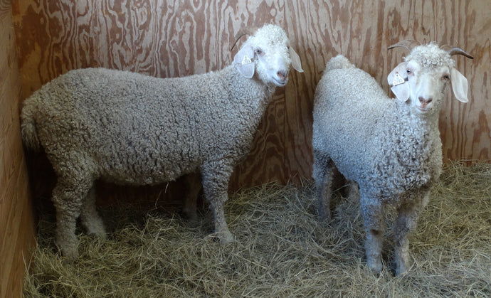 Show Goats