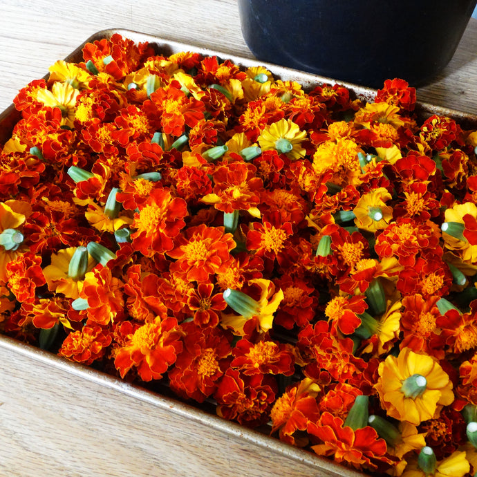 Fall Marigolds