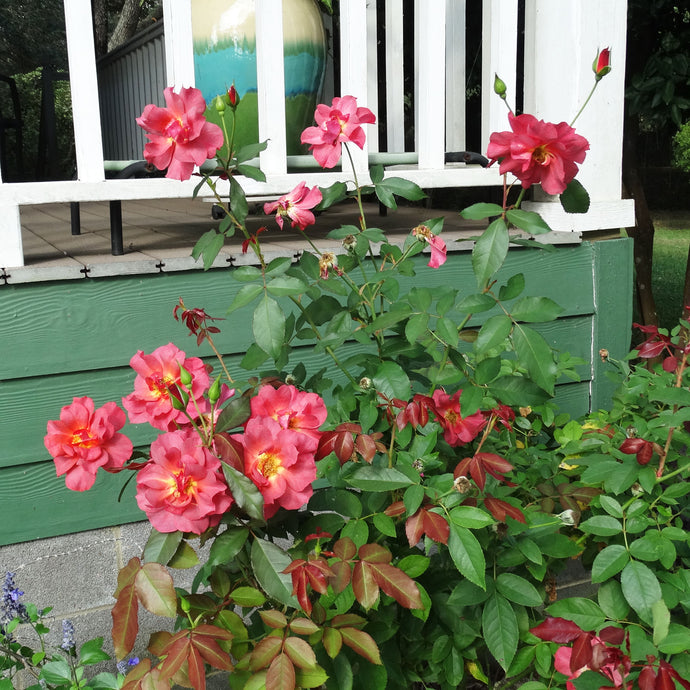 Flowers in October