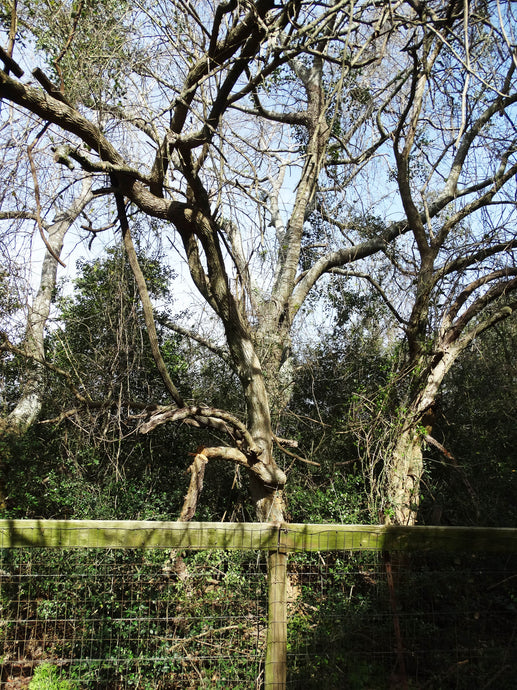 Osage Orange
