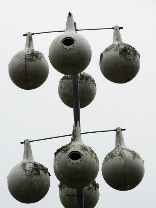 Purple Martins