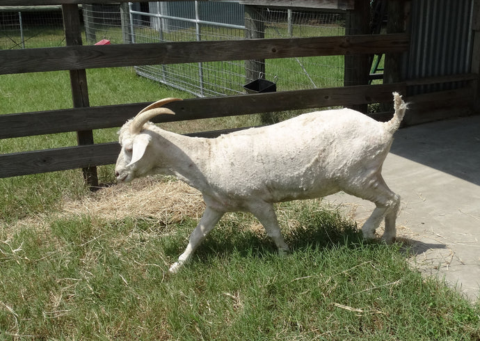 Shearing