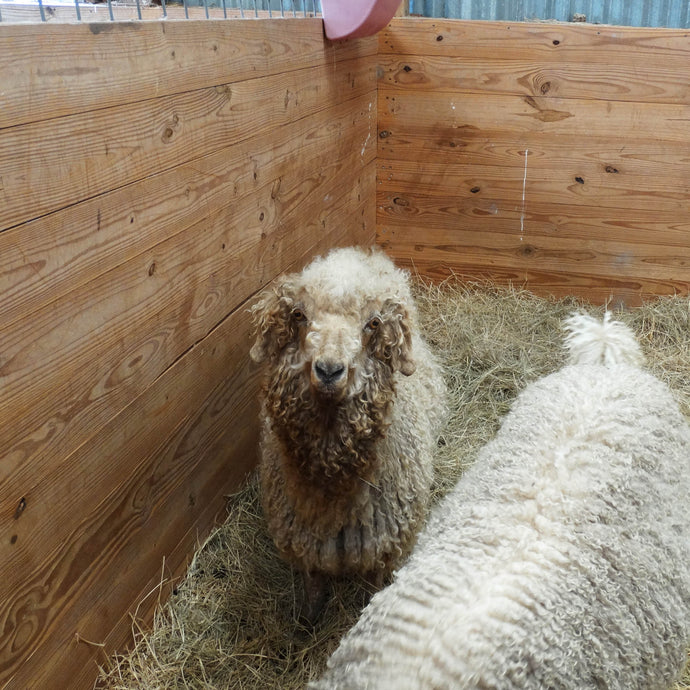 Early Spring Shearing