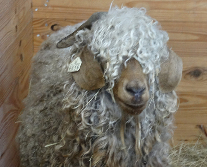 Shearing