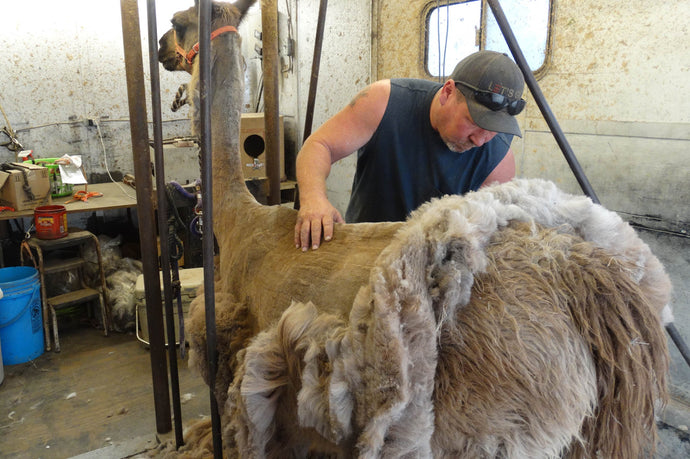 Llama Shearing