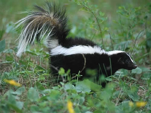 Spring Critters